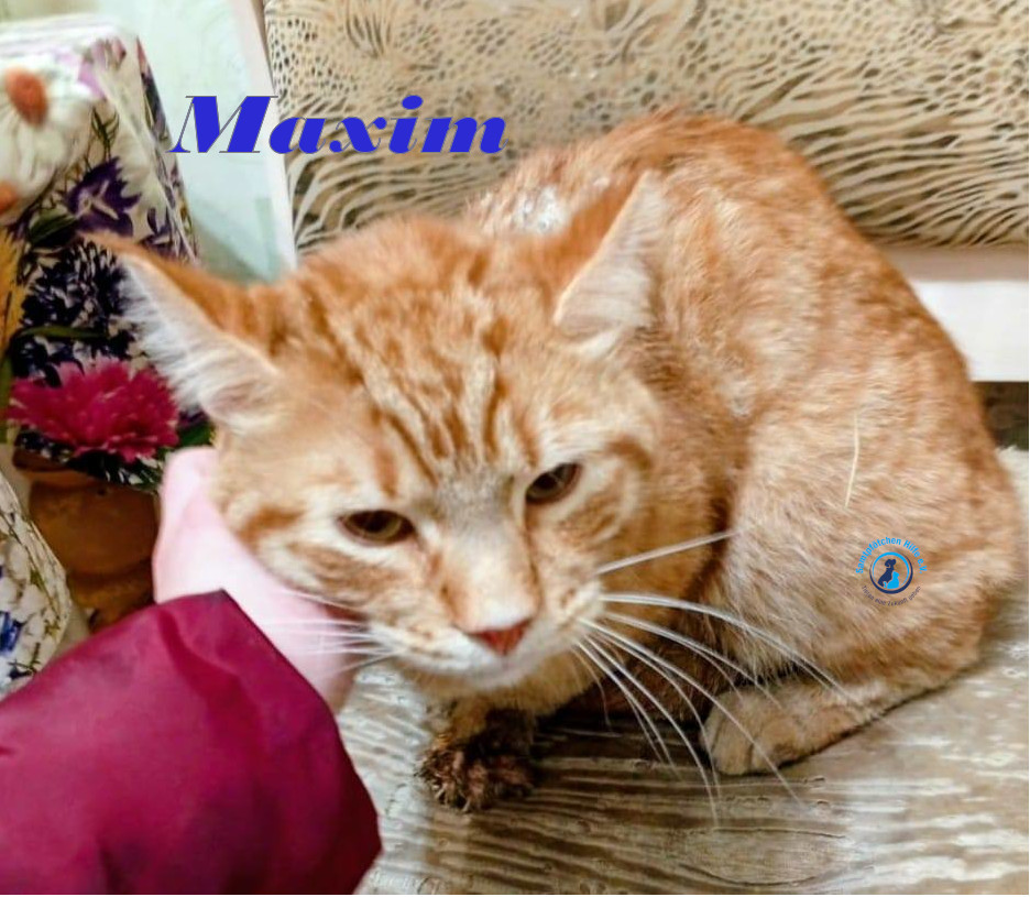 Irina/Katzen/MaximII/Maxim2_02mN.jpg