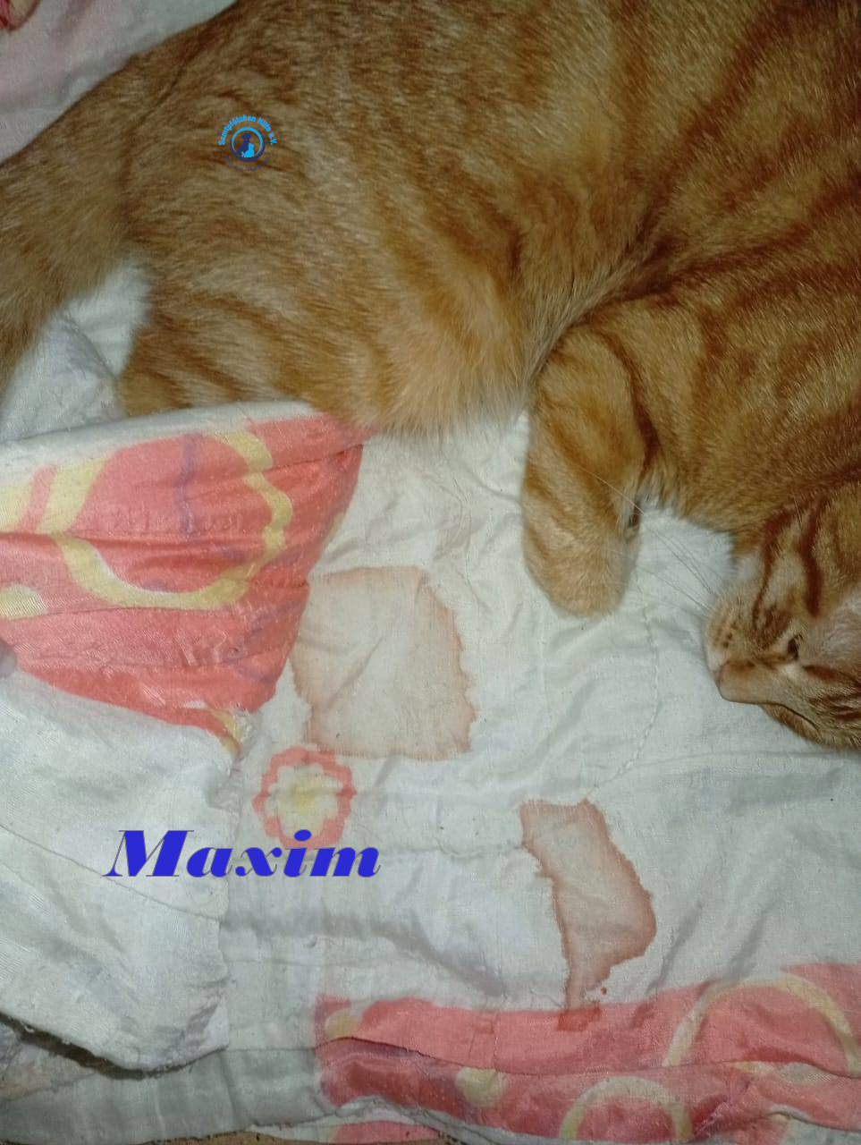 Irina/Katzen/MaximII/Maxim2_03mN.jpg