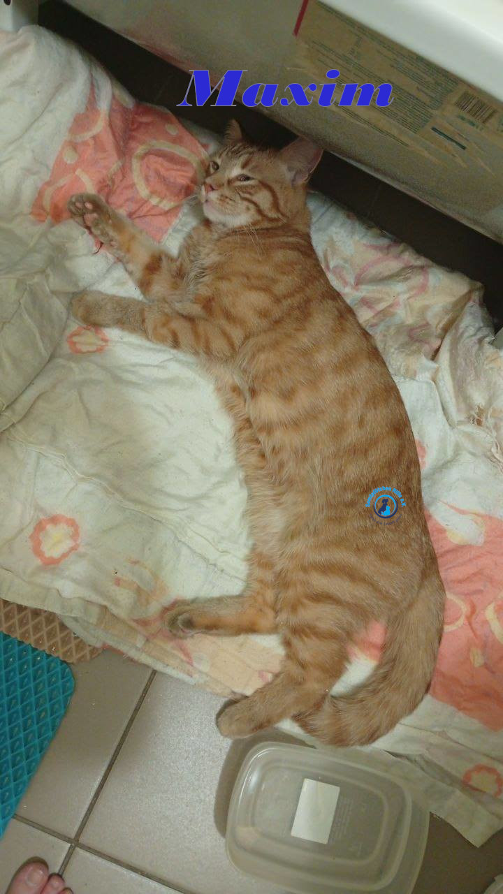 Irina/Katzen/MaximII/Maxim2_04mN.jpg