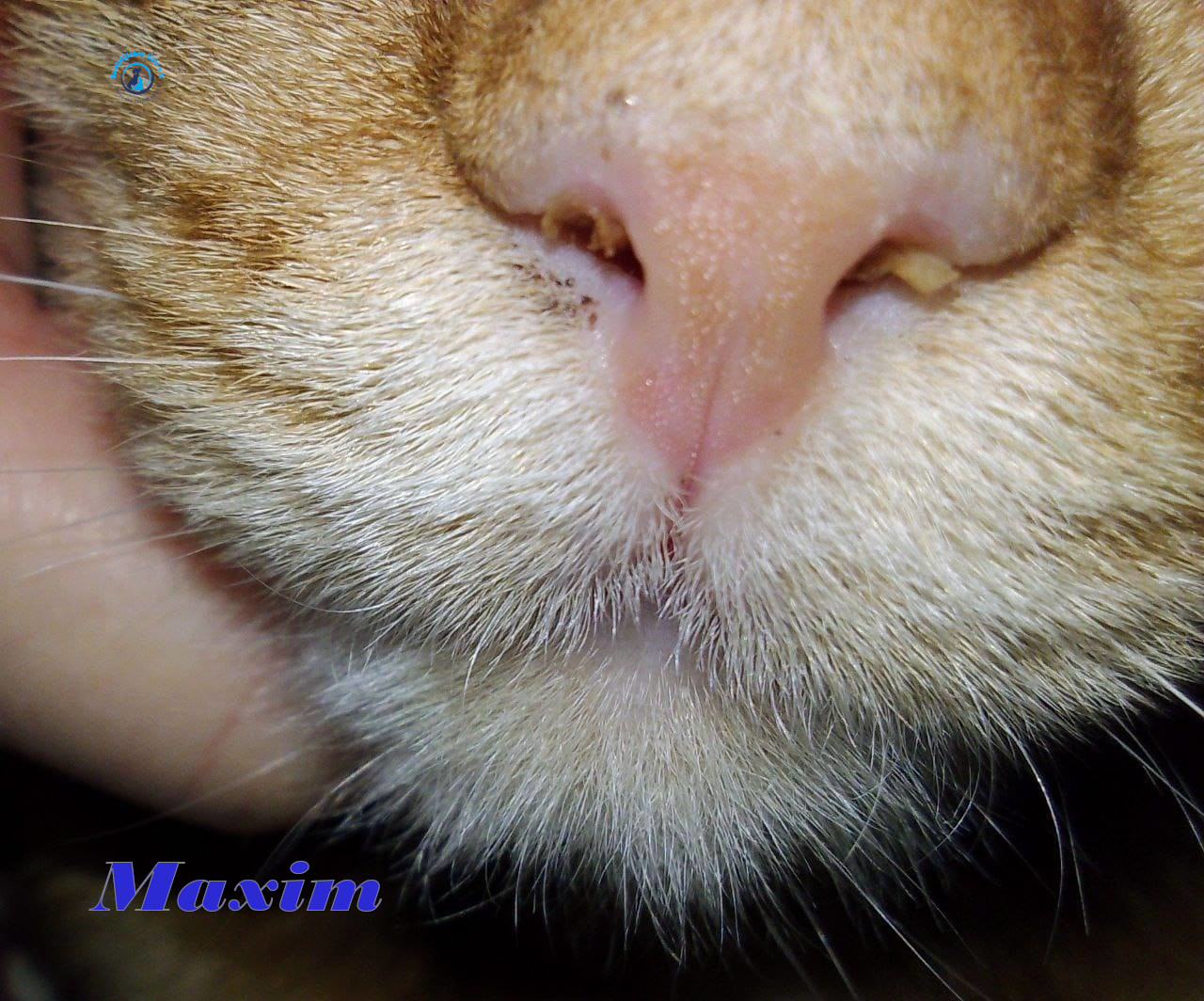Irina/Katzen/MaximII/Maxim2_05mN.jpg