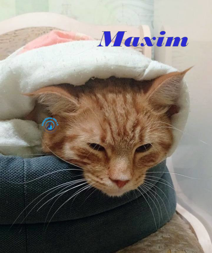 Irina/Katzen/MaximII/Maxim2_06mN.jpg