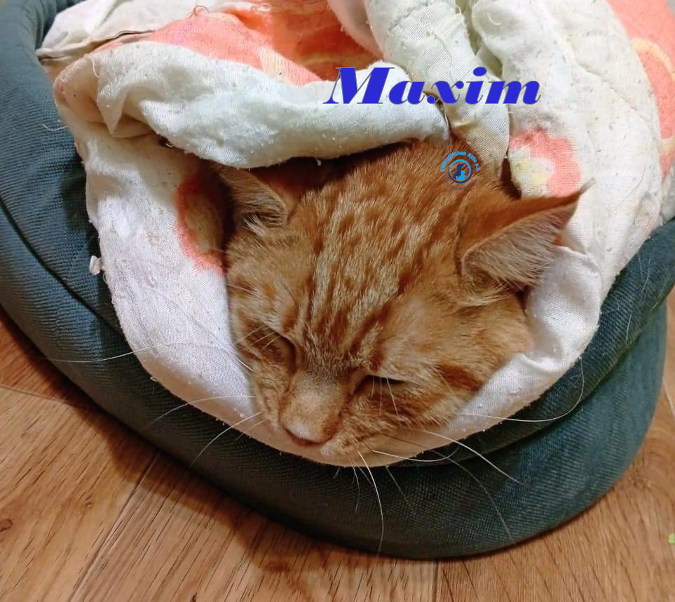 Irina/Katzen/MaximII/Maxim2_07mN.jpg