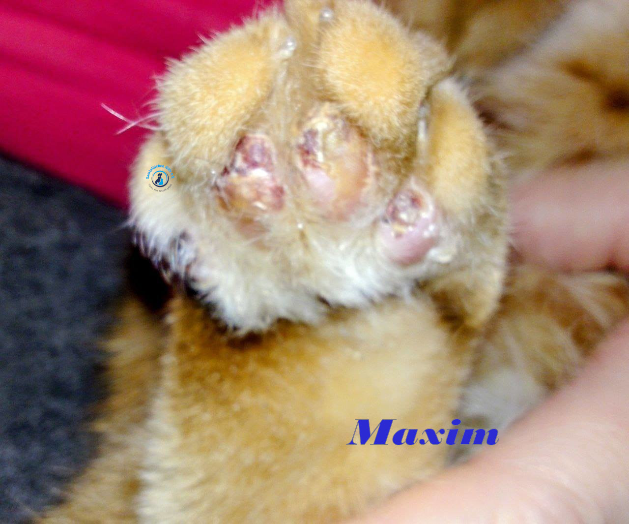 Irina/Katzen/MaximII/Maxim2_08mN.jpg