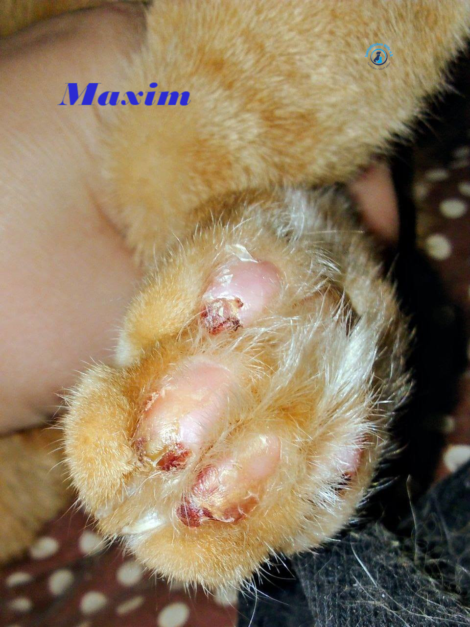 Irina/Katzen/MaximII/Maxim2_09mN.jpg