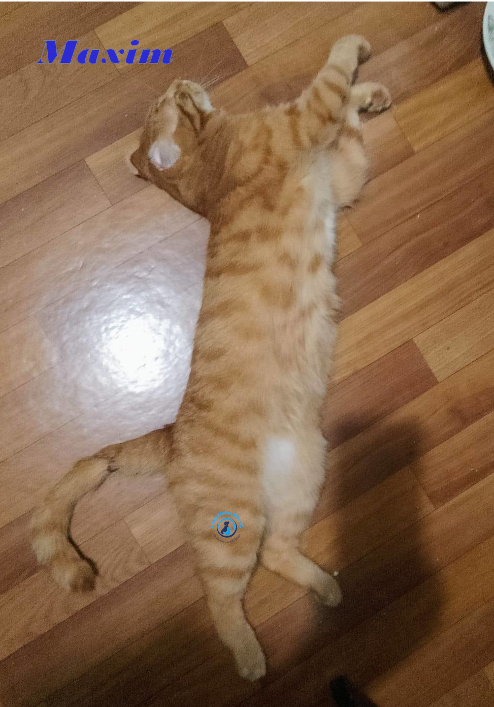 Irina/Katzen/MaximII/Maxim2_13mN.jpg