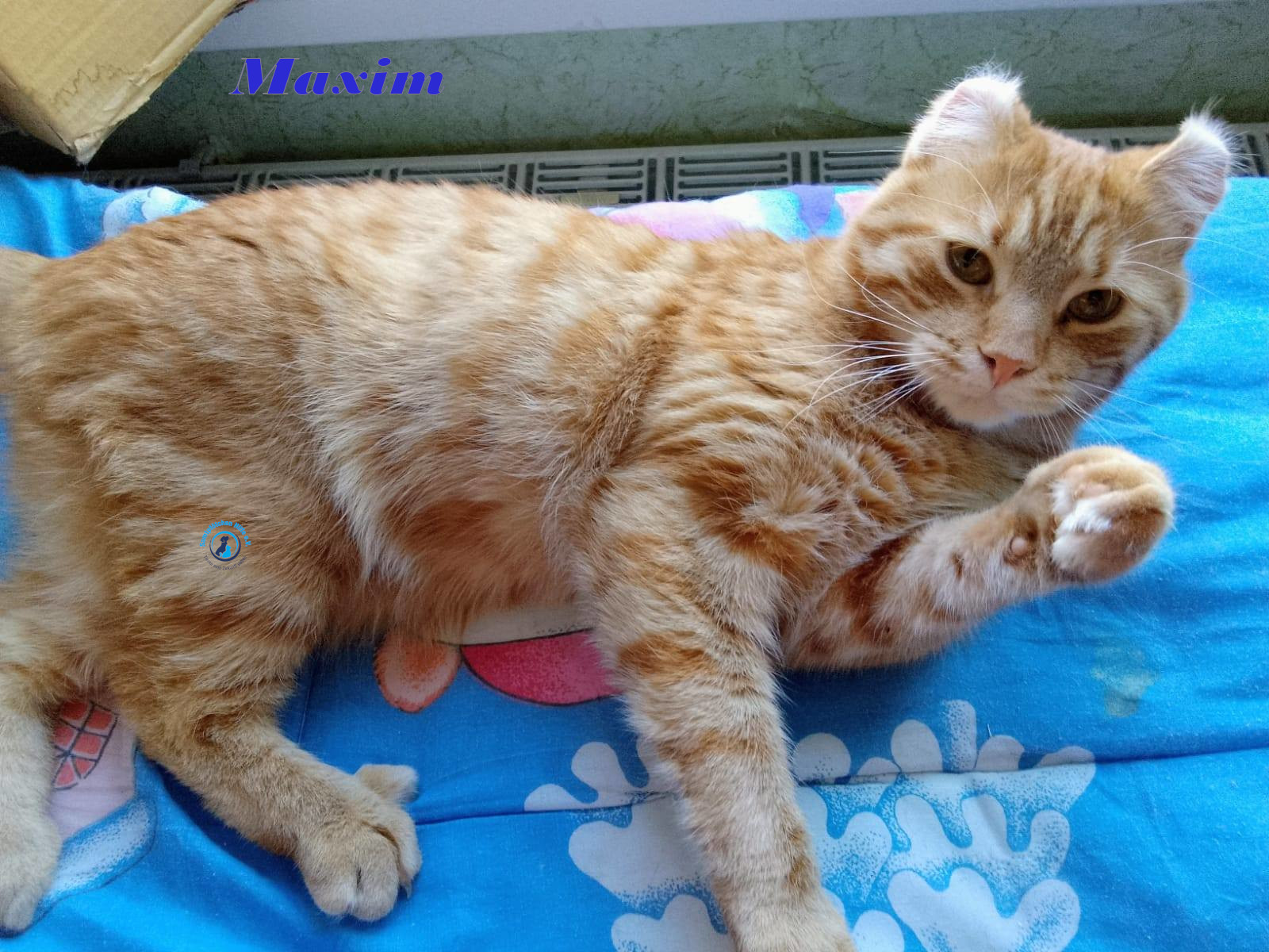Irina/Katzen/MaximII/Maxim2_14mN.jpg