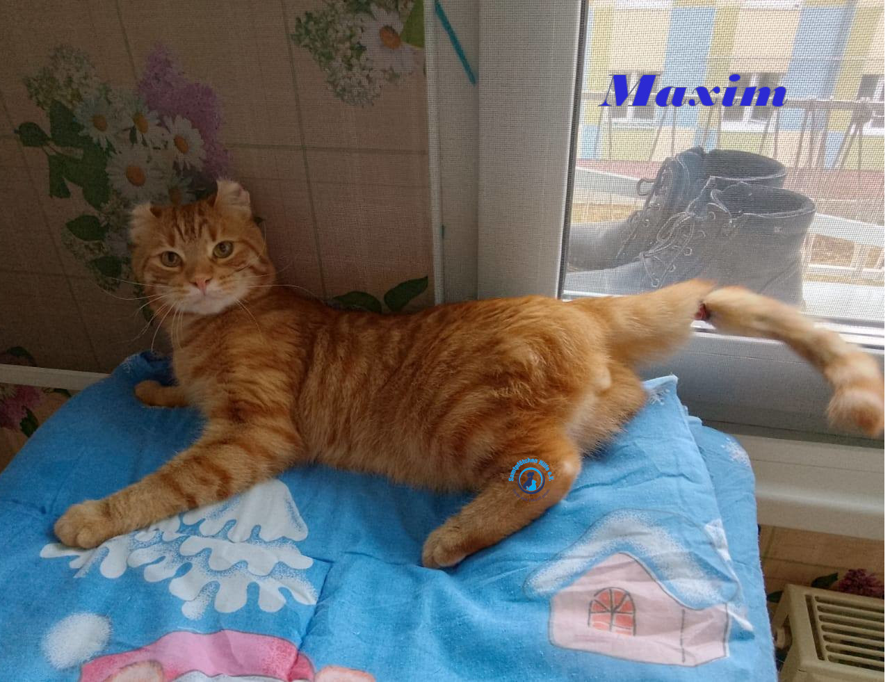 Irina/Katzen/MaximII/Maxim2_15mN.jpg
