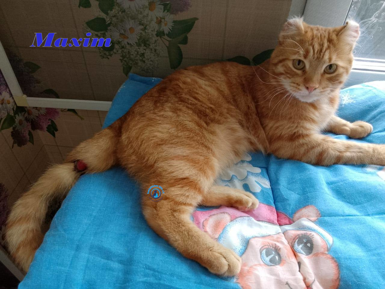 Irina/Katzen/MaximII/Maxim2_16mN.jpg