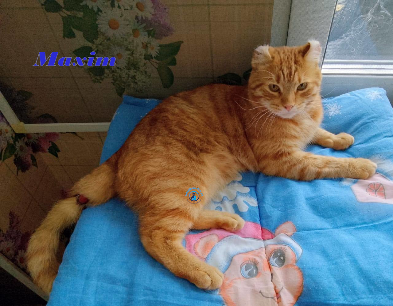 Irina/Katzen/MaximII/Maxim2_17mN.jpg