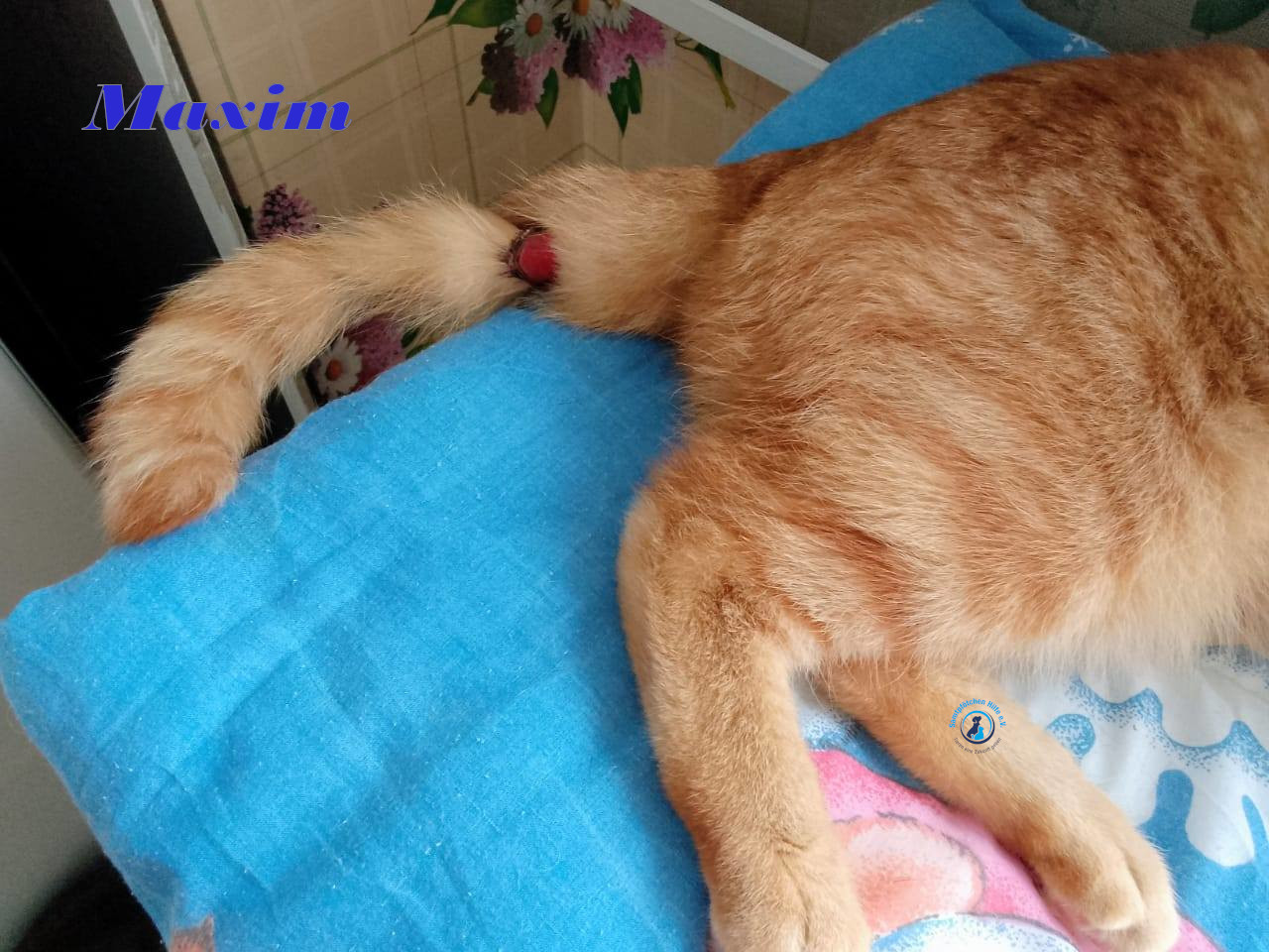 Irina/Katzen/MaximII/Maxim2_18mN.jpg