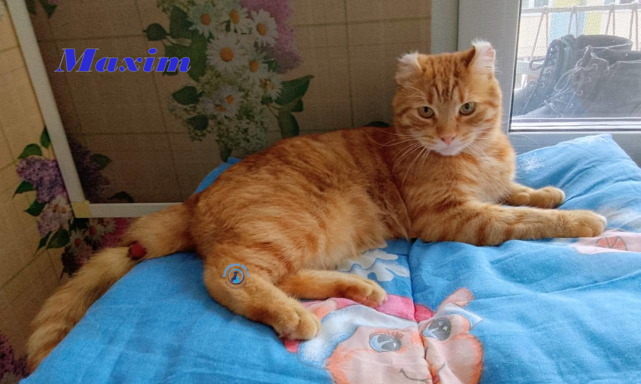 Irina/Katzen/MaximII/Maxim2_19mN.jpg