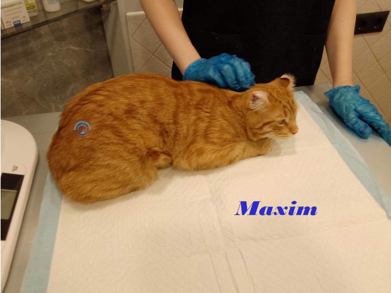 Irina/Katzen/MaximII/Maxim2_22mN.jpg