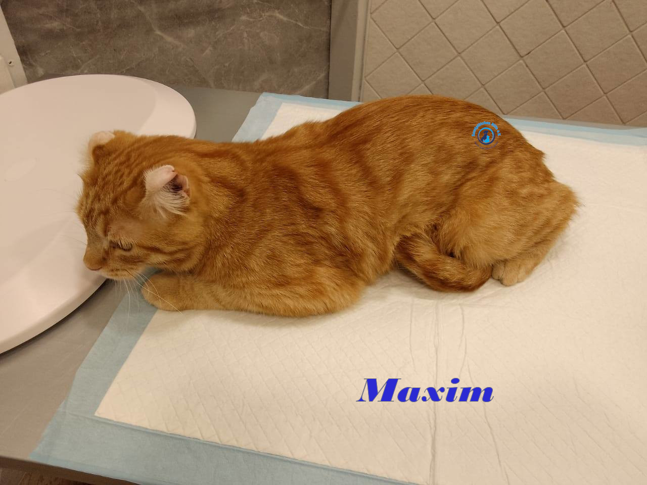 Irina/Katzen/MaximII/Maxim2_23mN.jpg