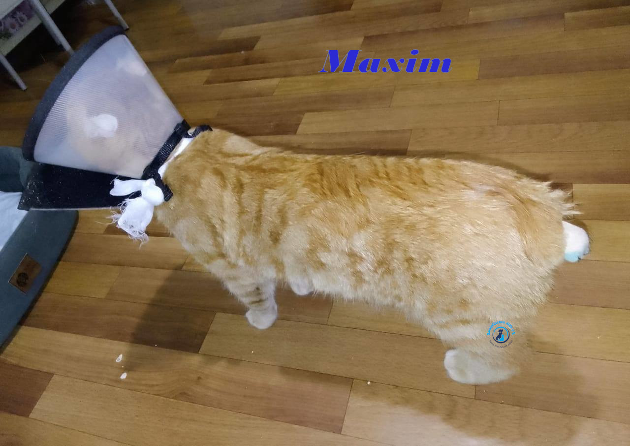 Irina/Katzen/MaximII/Maxim2_25mN.jpg