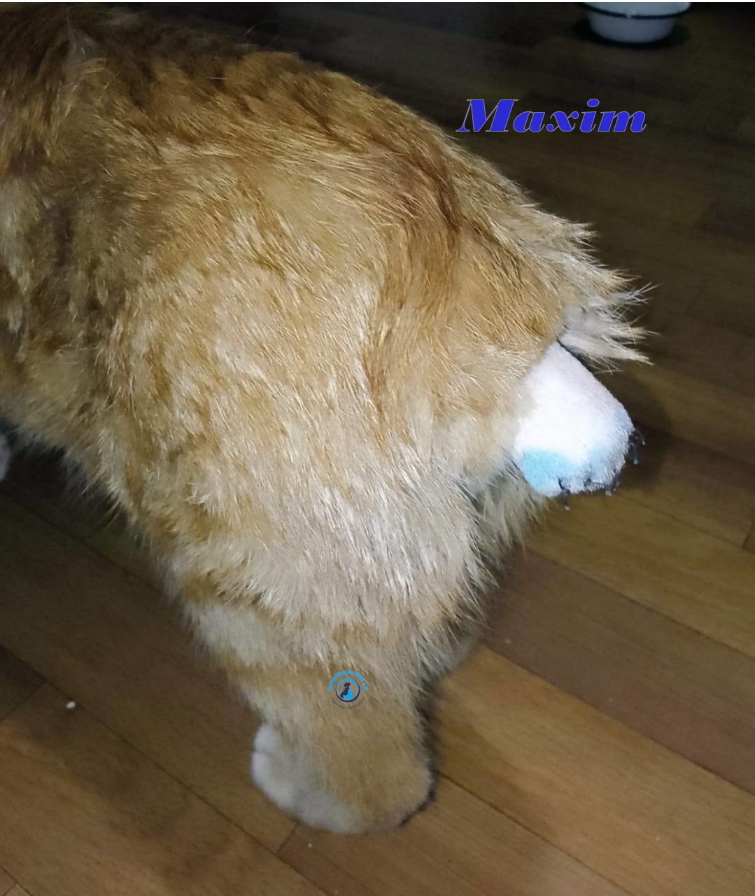 Irina/Katzen/MaximII/Maxim2_26mN.jpg