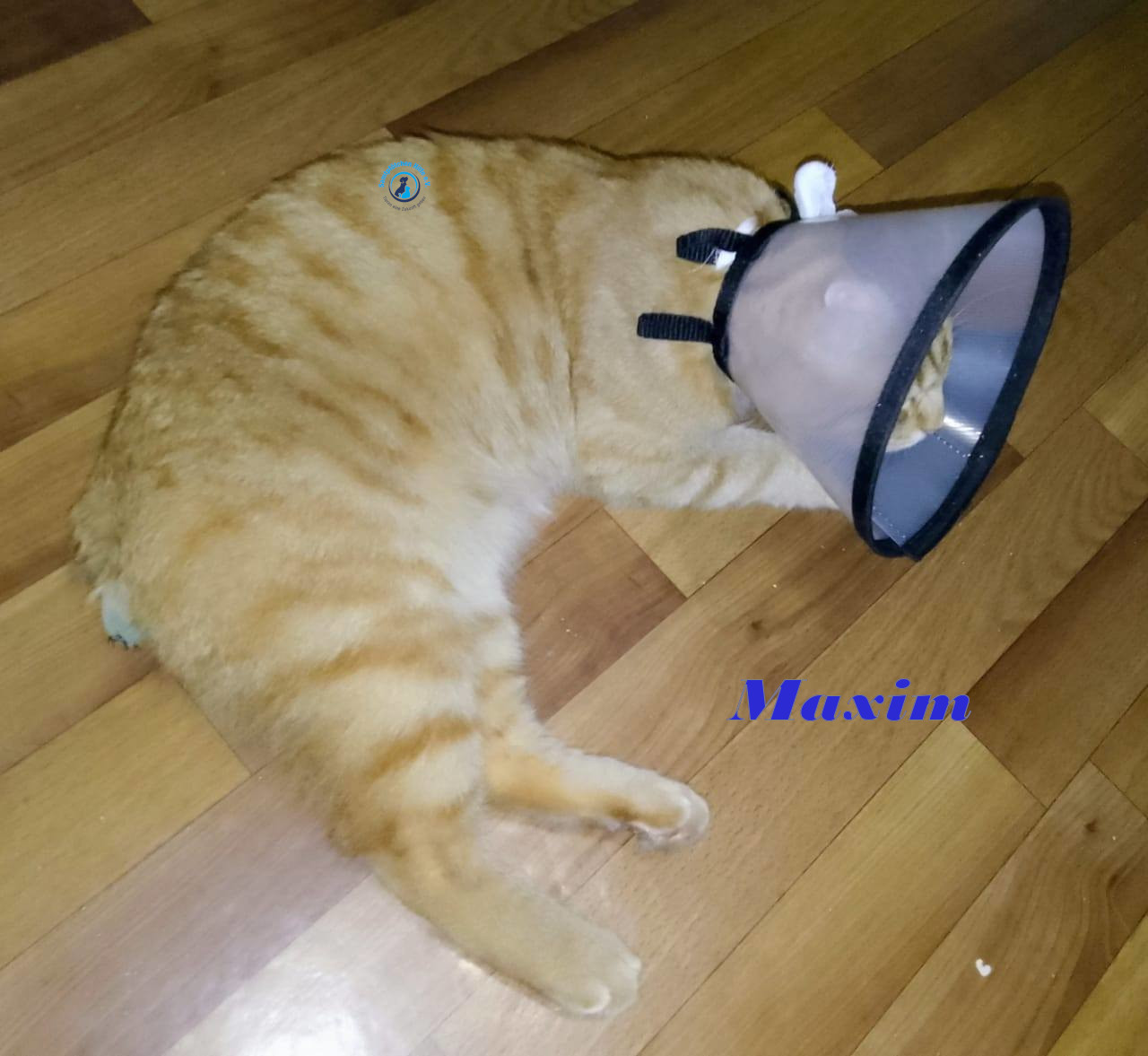 Irina/Katzen/MaximII/Maxim2_27mN.jpg