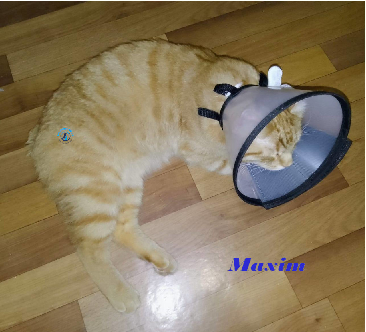 Irina/Katzen/MaximII/Maxim2_28mN.jpg
