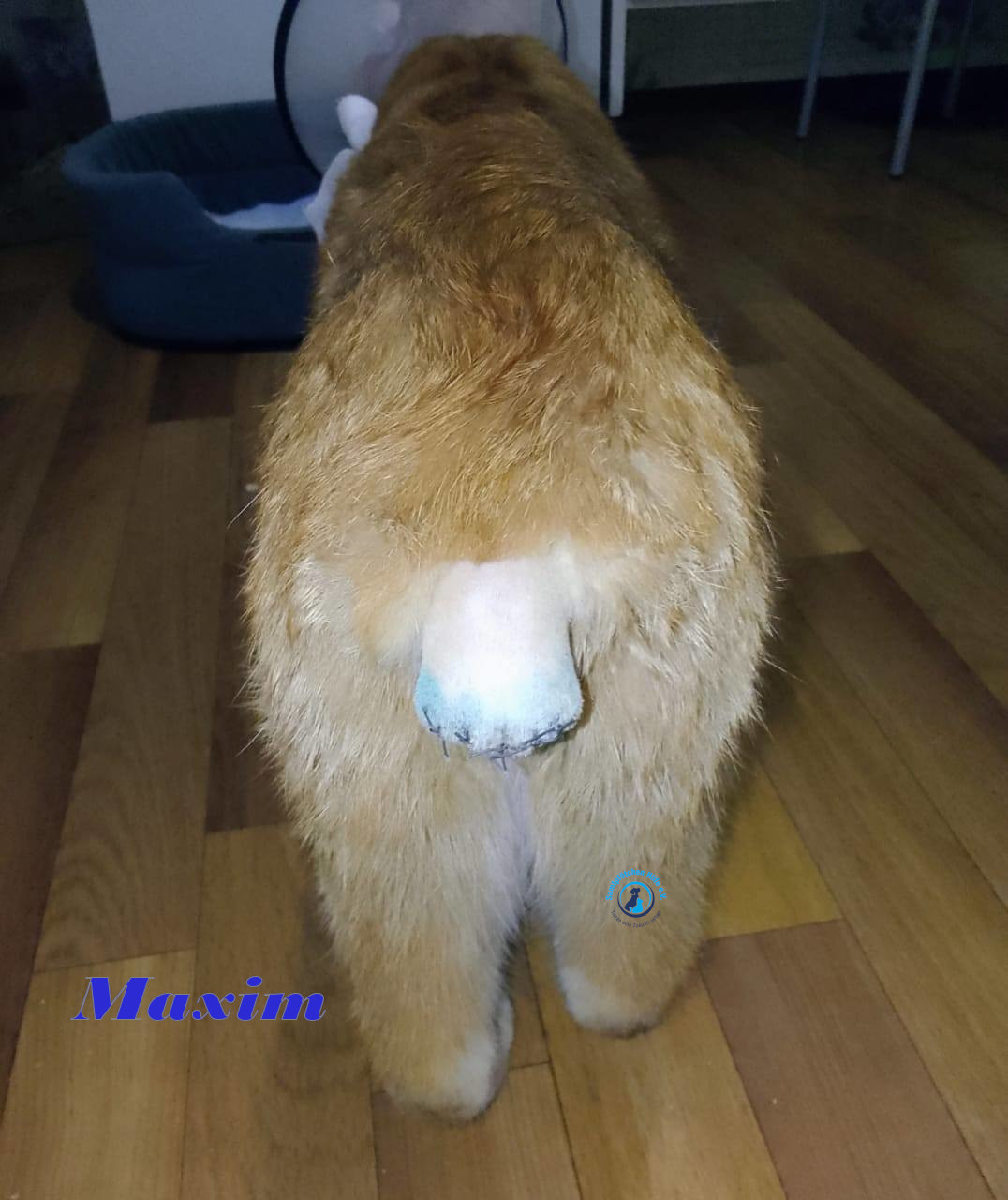 Irina/Katzen/MaximII/Maxim2_29mN.jpg