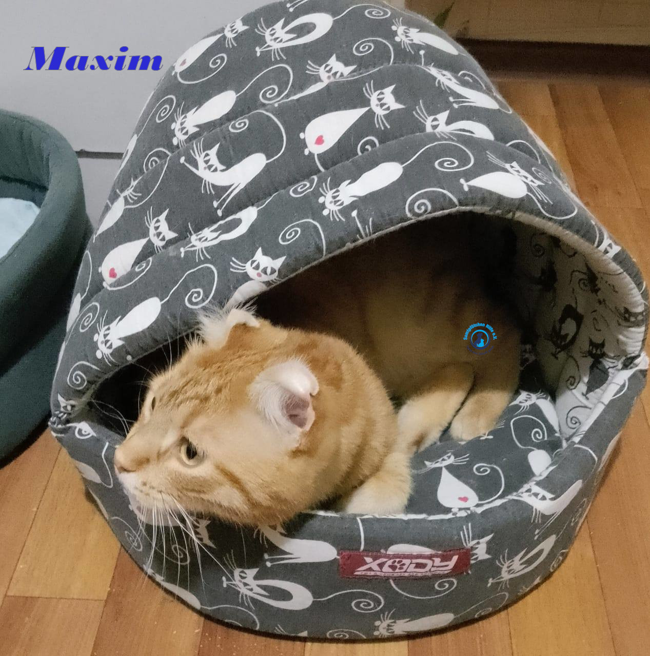 Irina/Katzen/MaximII/Maxim2_31mN.jpg