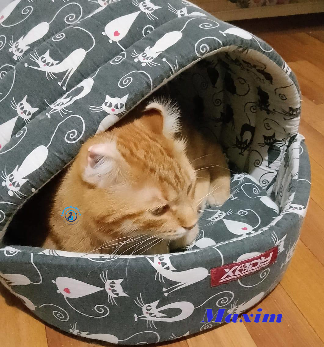 Irina/Katzen/MaximII/Maxim2_32mN.jpg