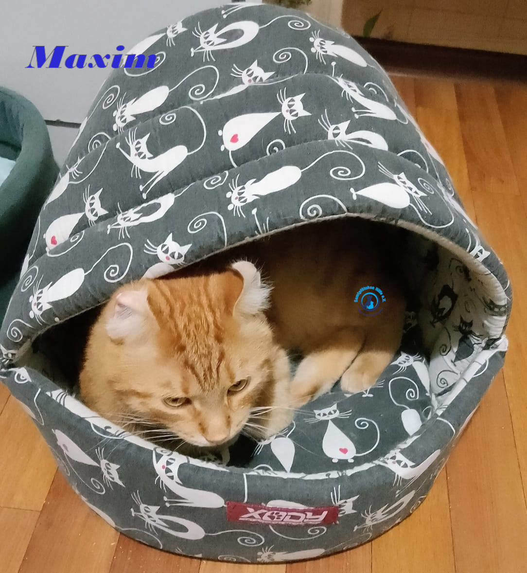Irina/Katzen/MaximII/Maxim2_33mN.jpg