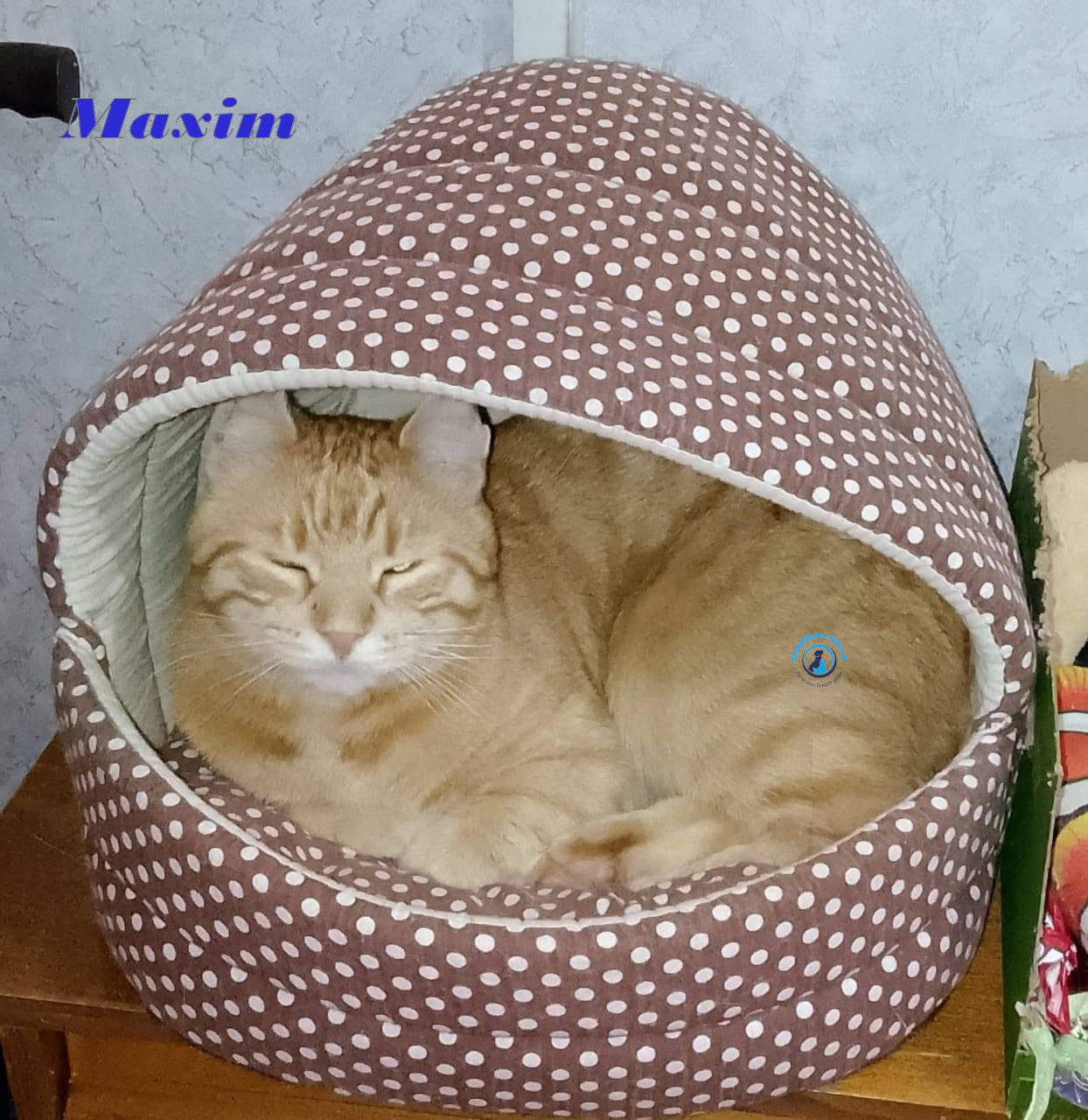 Irina/Katzen/MaximII/Maxim2_34mN.jpg