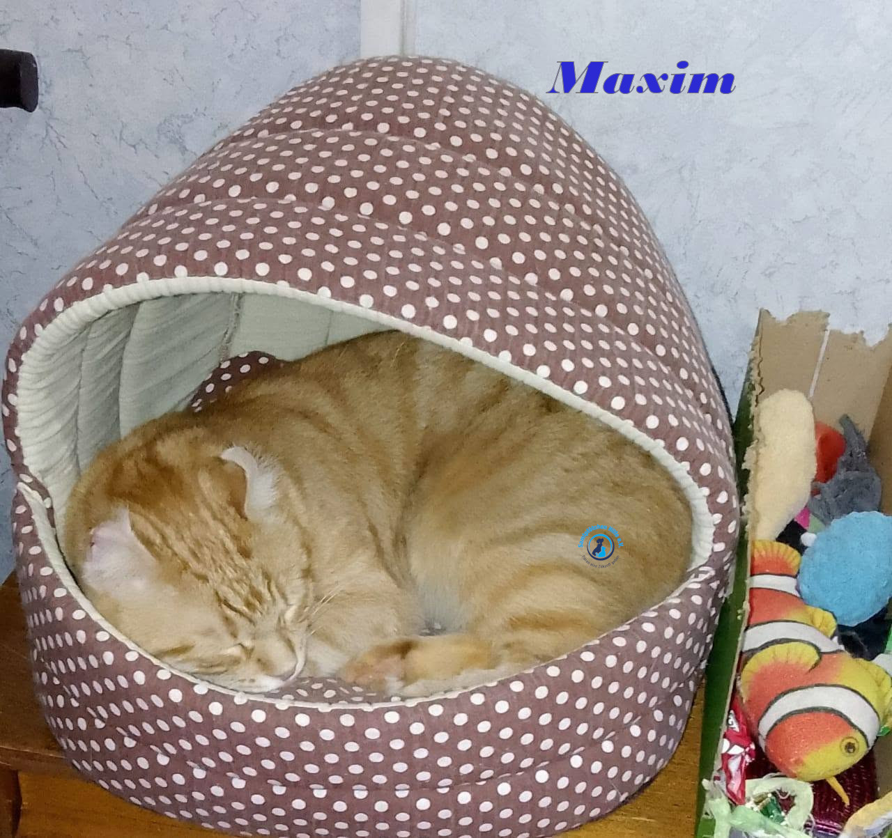 Irina/Katzen/MaximII/Maxim2_35mN.jpg