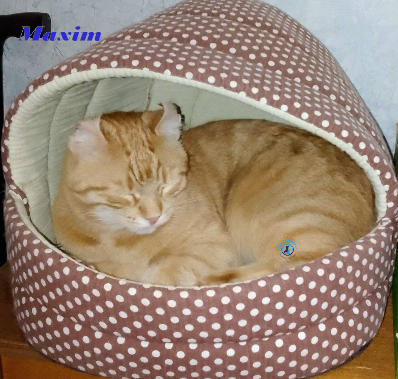 Irina/Katzen/MaximII/Maxim2_36mN.jpg