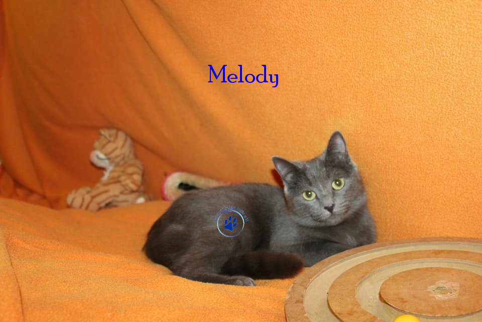 Irina/Katzen/Melody/Melody10mN.jpg