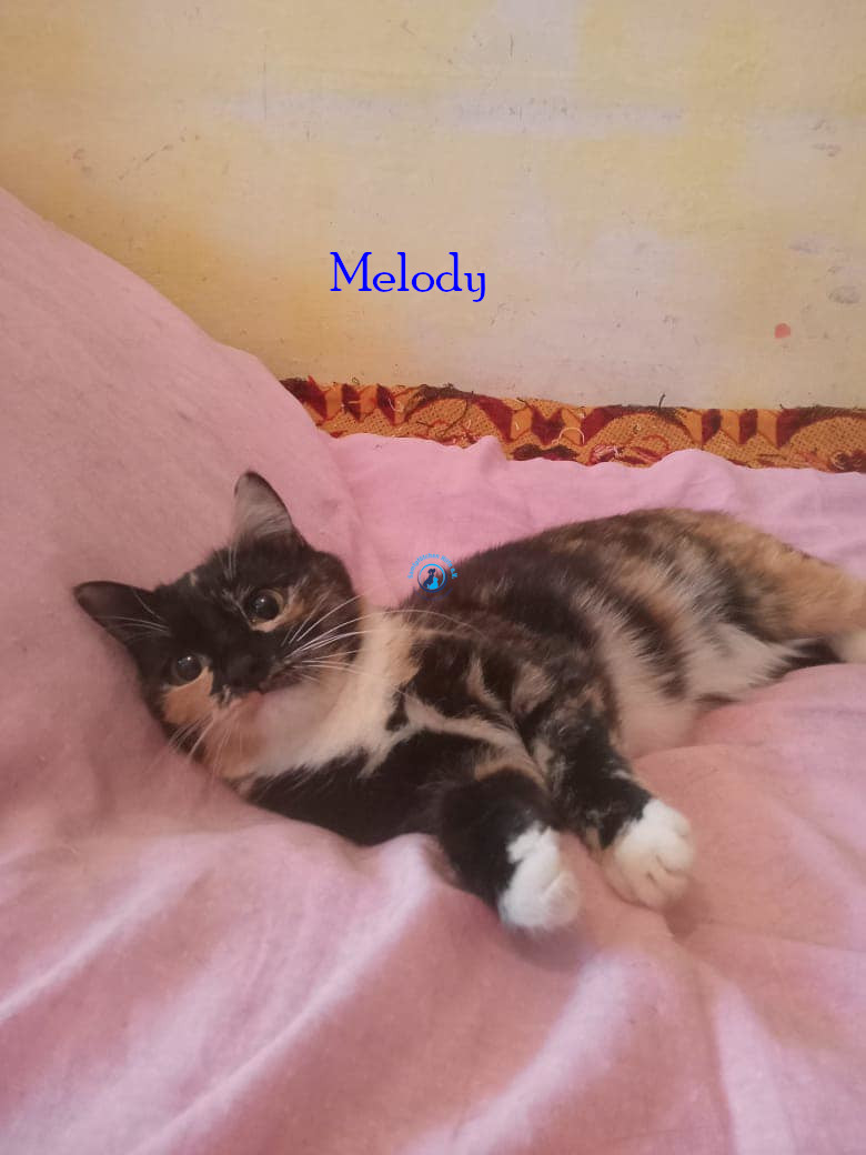 Irina/Katzen/Melody/Melody20.jpg