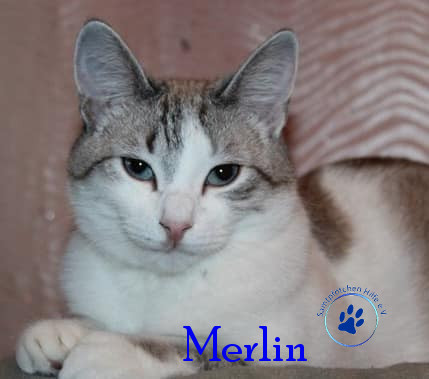 Irina/Katzen/Merlin/Merlin19mN.jpg