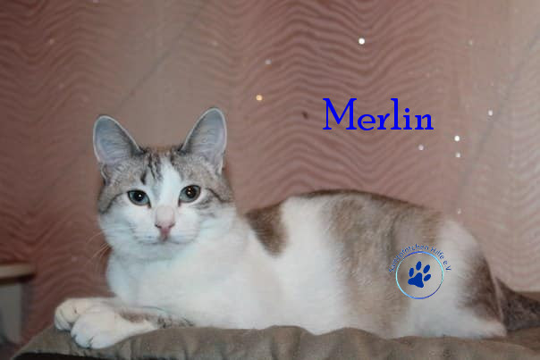 Irina/Katzen/Merlin/Merlin20mN.jpg