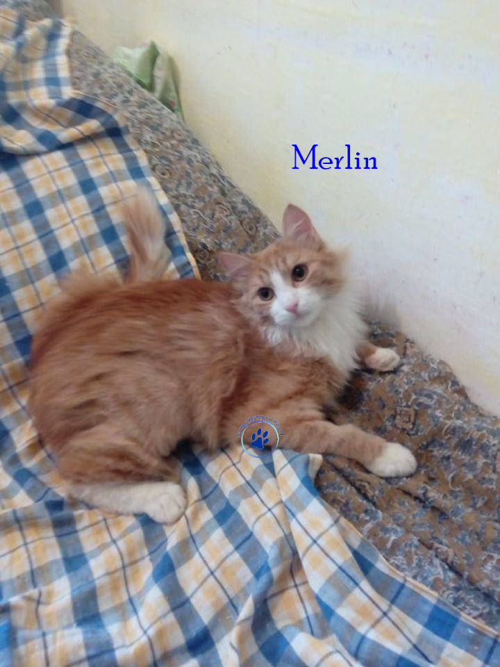 Irina/Katzen/MerlinII/Merlin101mN.jpg