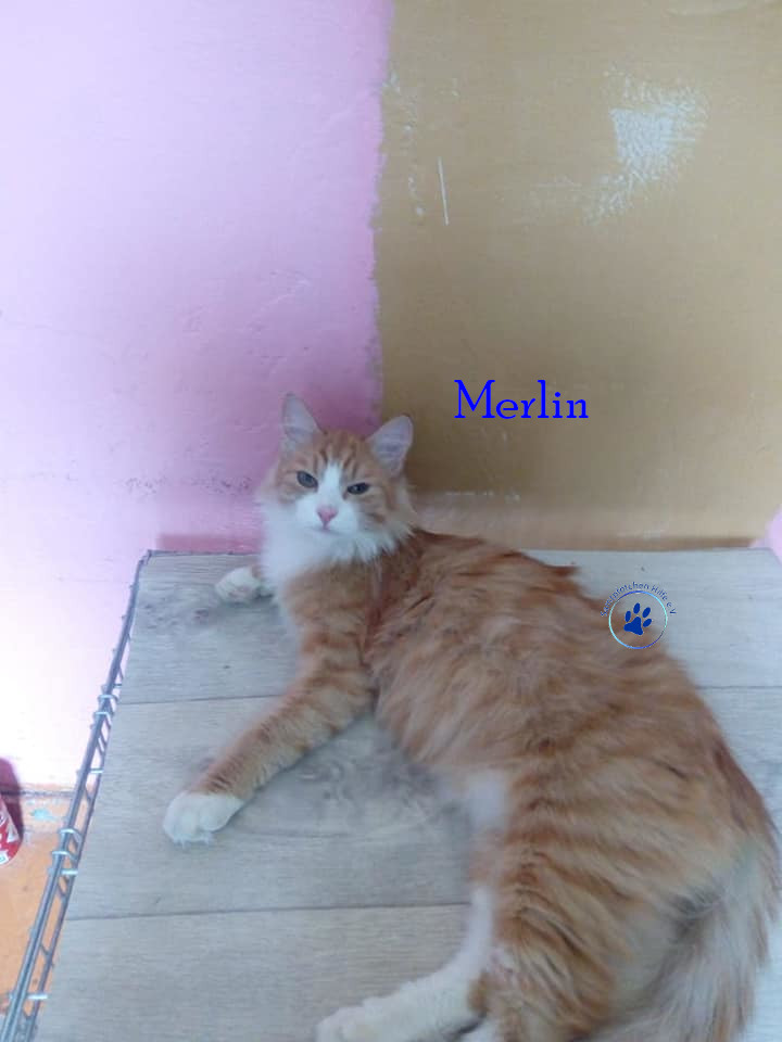 Irina/Katzen/MerlinII/Merlin103mN.jpg