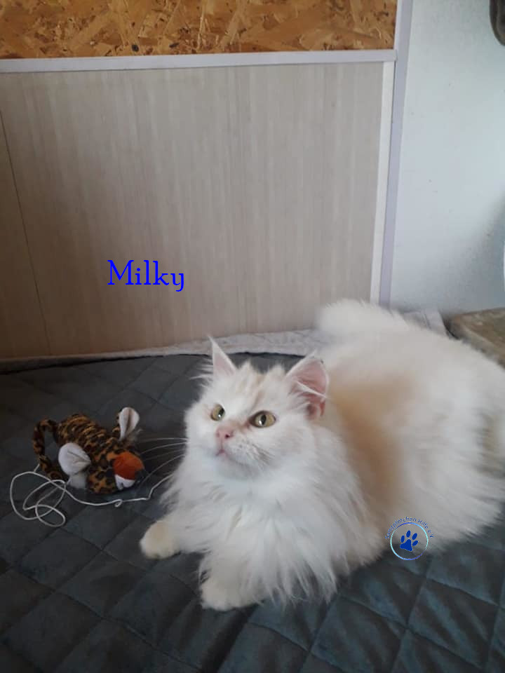 Irina/Katzen/Milky/Milky04mN.jpg