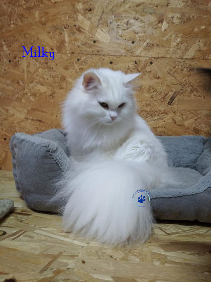 Irina/Katzen/Milky/Milky09mN.jpg