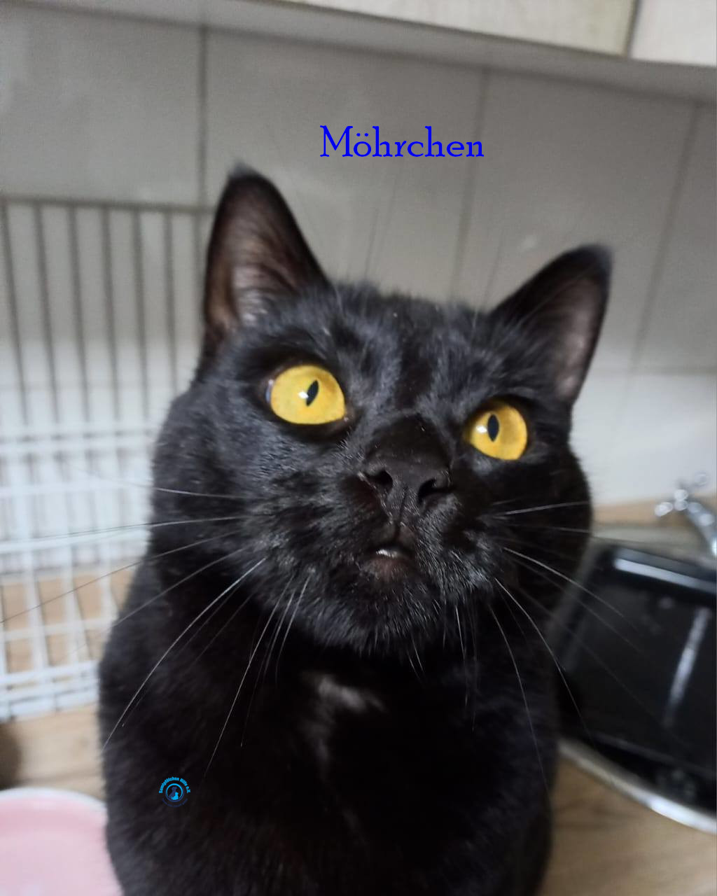 Irina/Katzen/Moehrchen/Möhrchen07.jpg