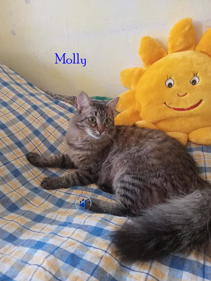 Irina/Katzen/Molly/Molly05mN.jpg