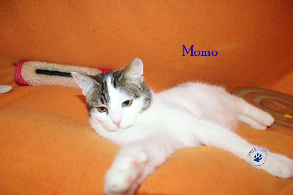 Irina/Katzen/Momo/Momo08mN.jpg