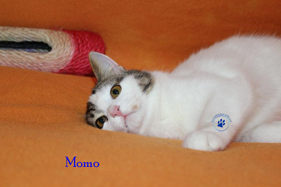 Irina/Katzen/Momo/Momo10mN.jpg