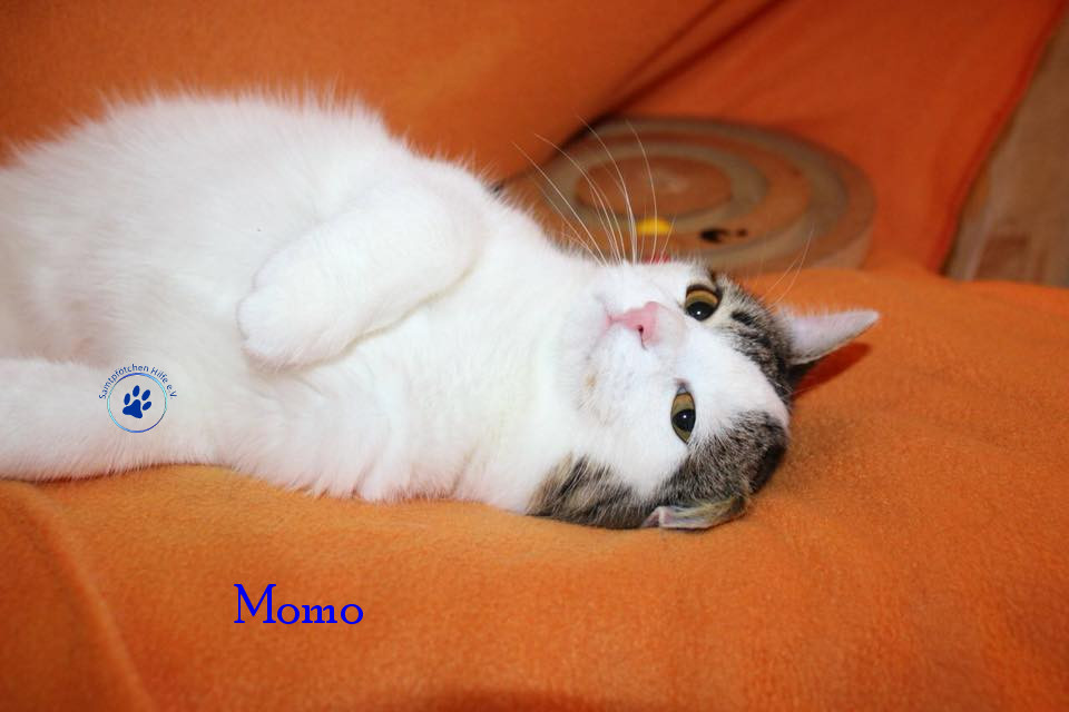 Irina/Katzen/Momo/Momo11mN.jpg