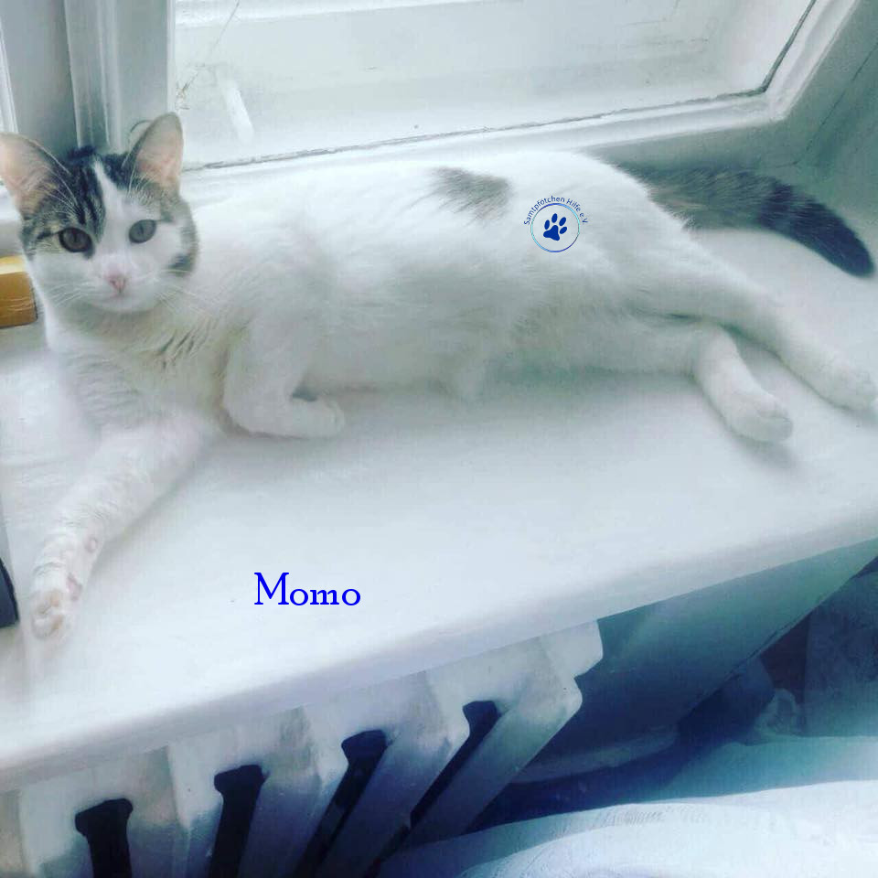 Irina/Katzen/Momo/Momo13mN.jpg