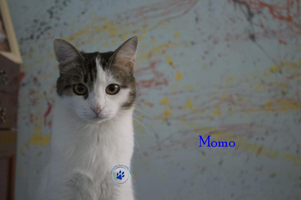 Irina/Katzen/Momo/Momo18mN.jpg
