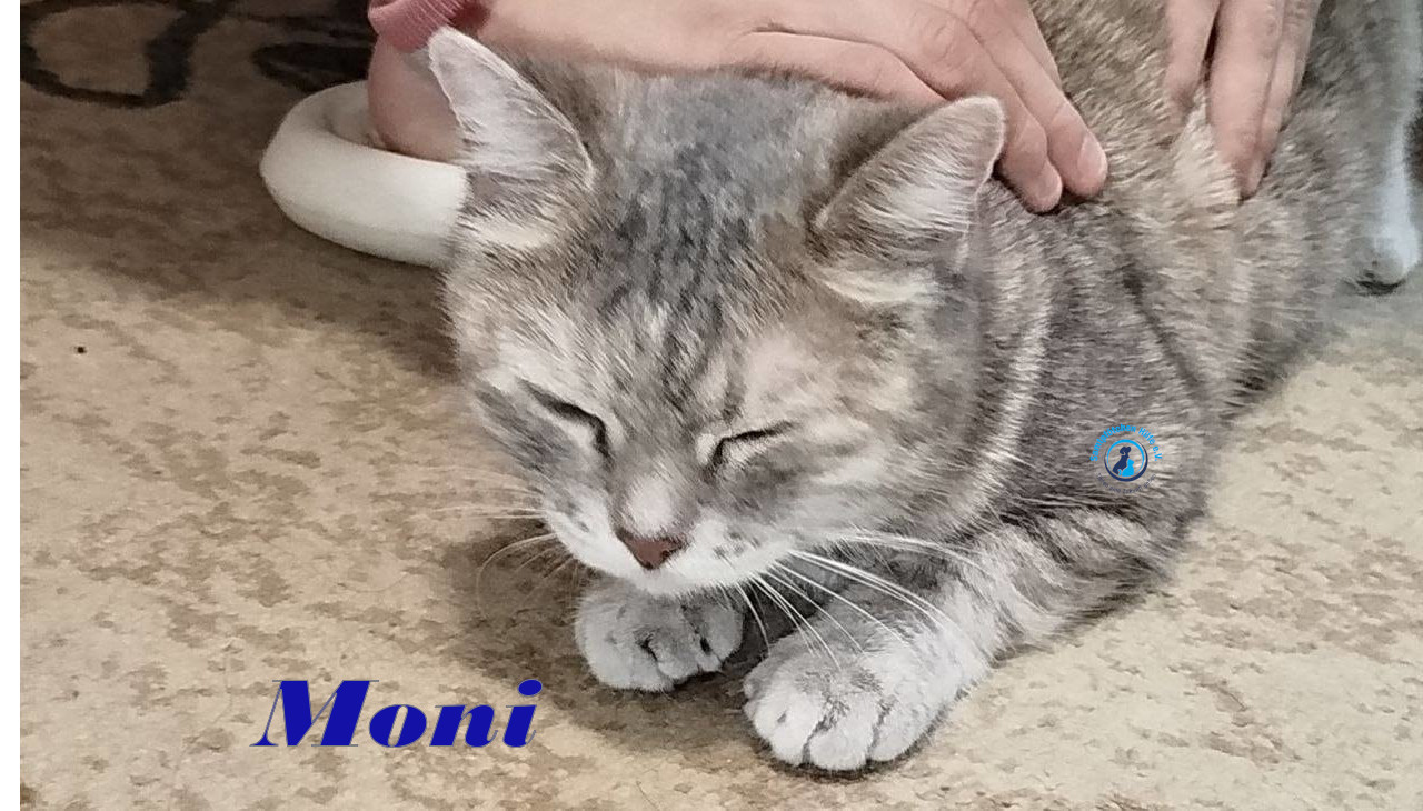 Irina/Katzen/Moni/Moni03mN.jpg