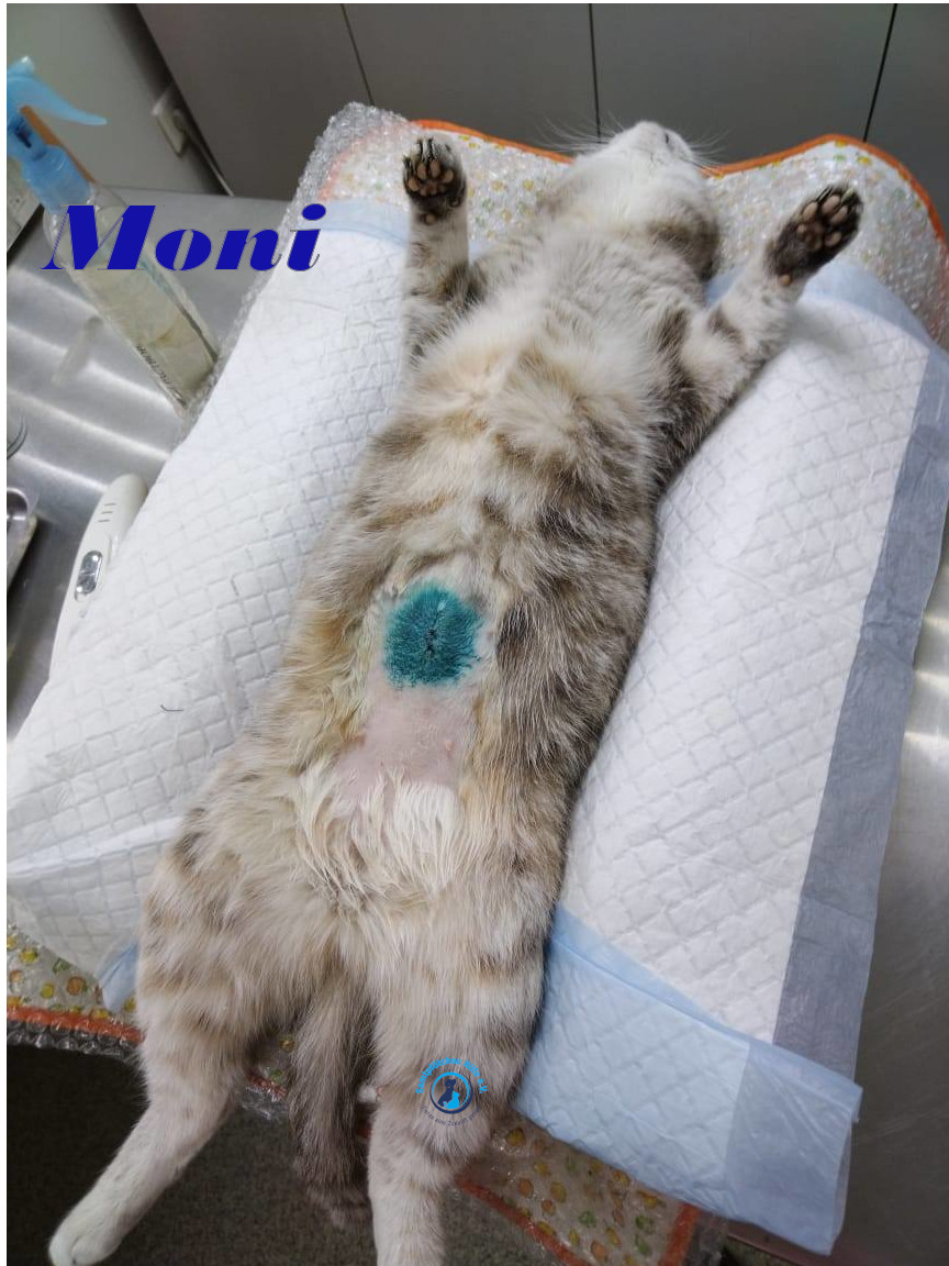 Irina/Katzen/Moni/Moni04mN.jpg