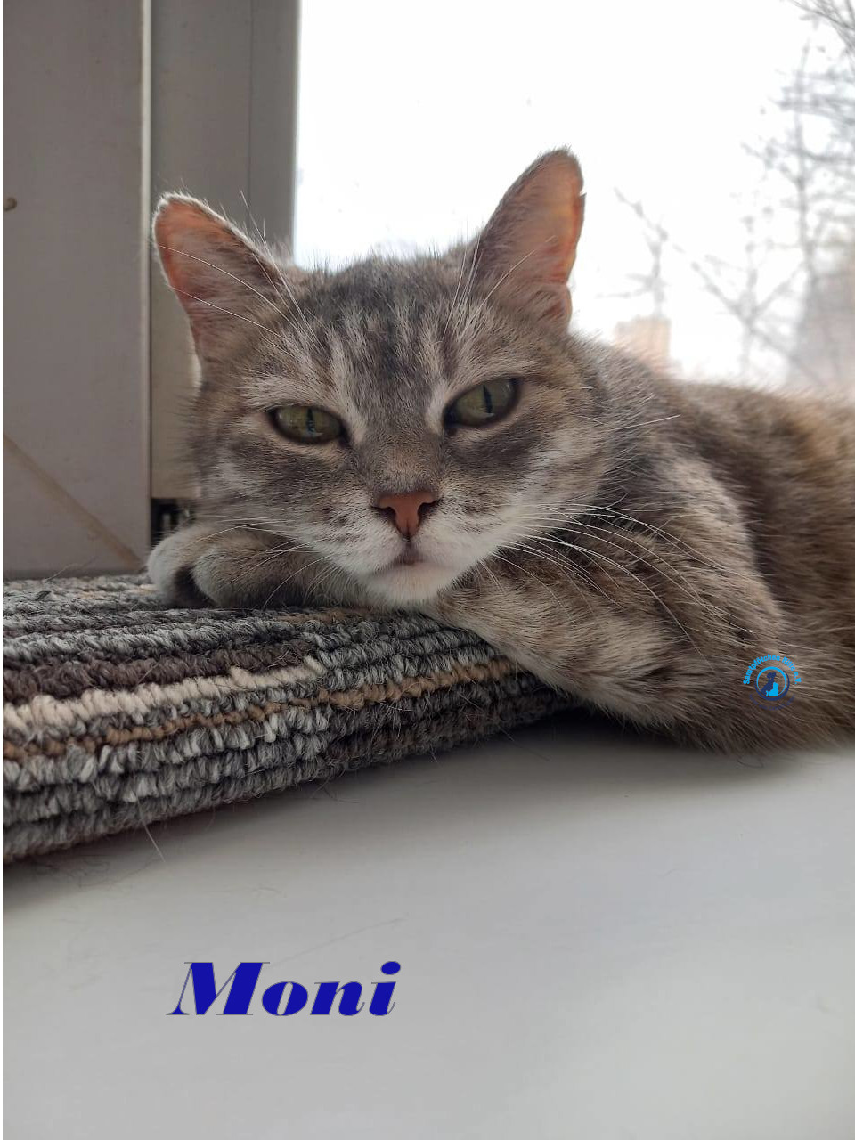 Moni