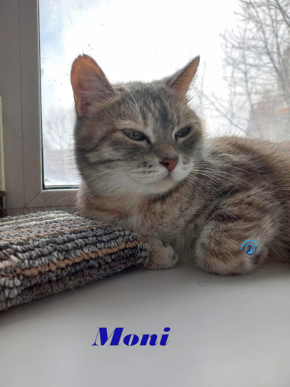 Irina/Katzen/Moni/Moni09mN.jpg