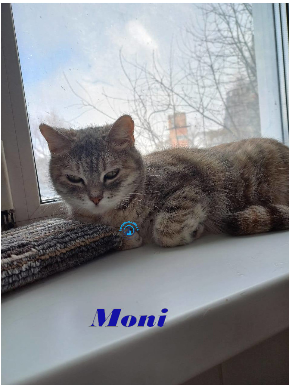 Irina/Katzen/Moni/Moni10mN.jpg