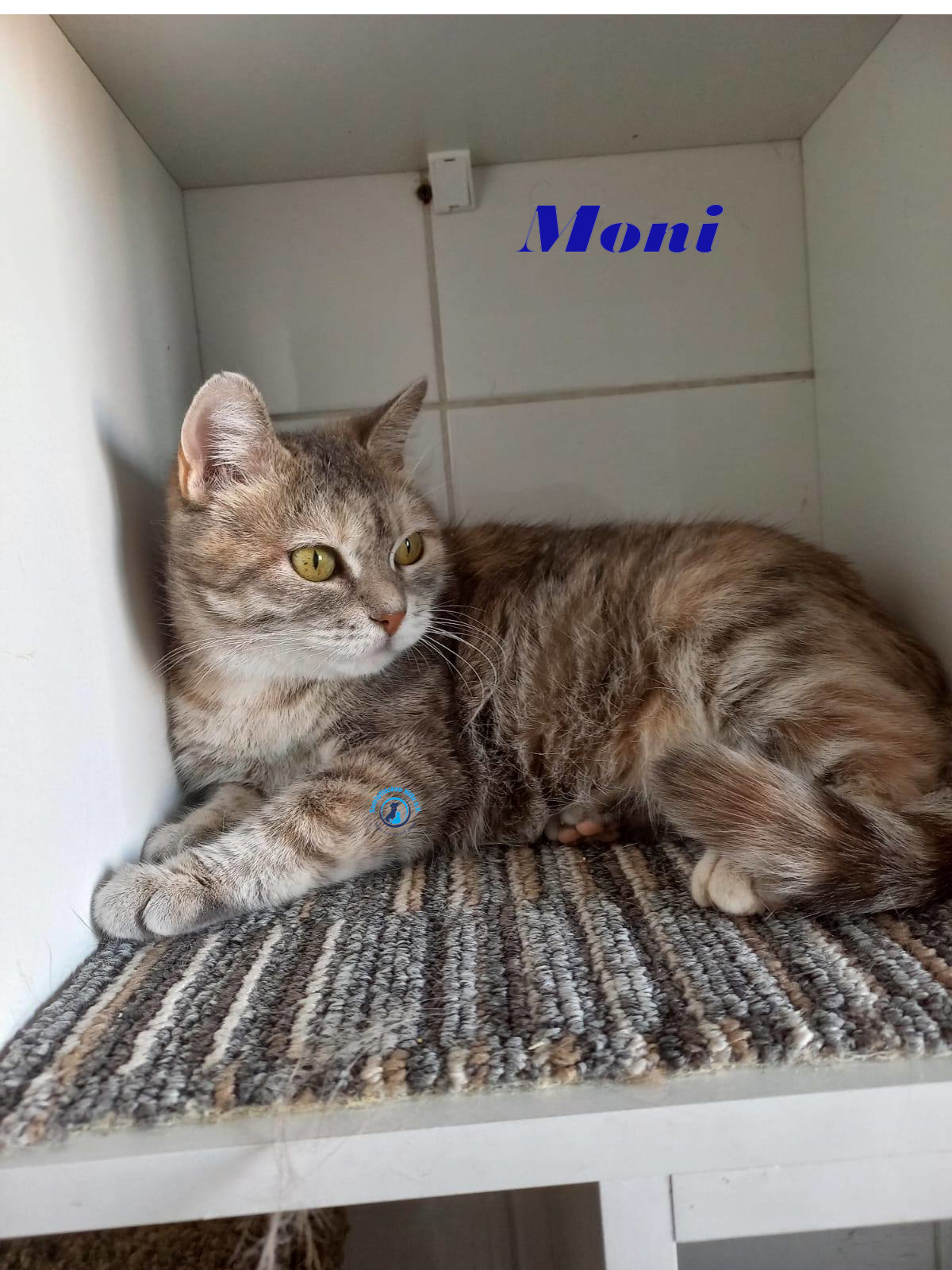 Irina/Katzen/Moni/Moni11mN.jpg