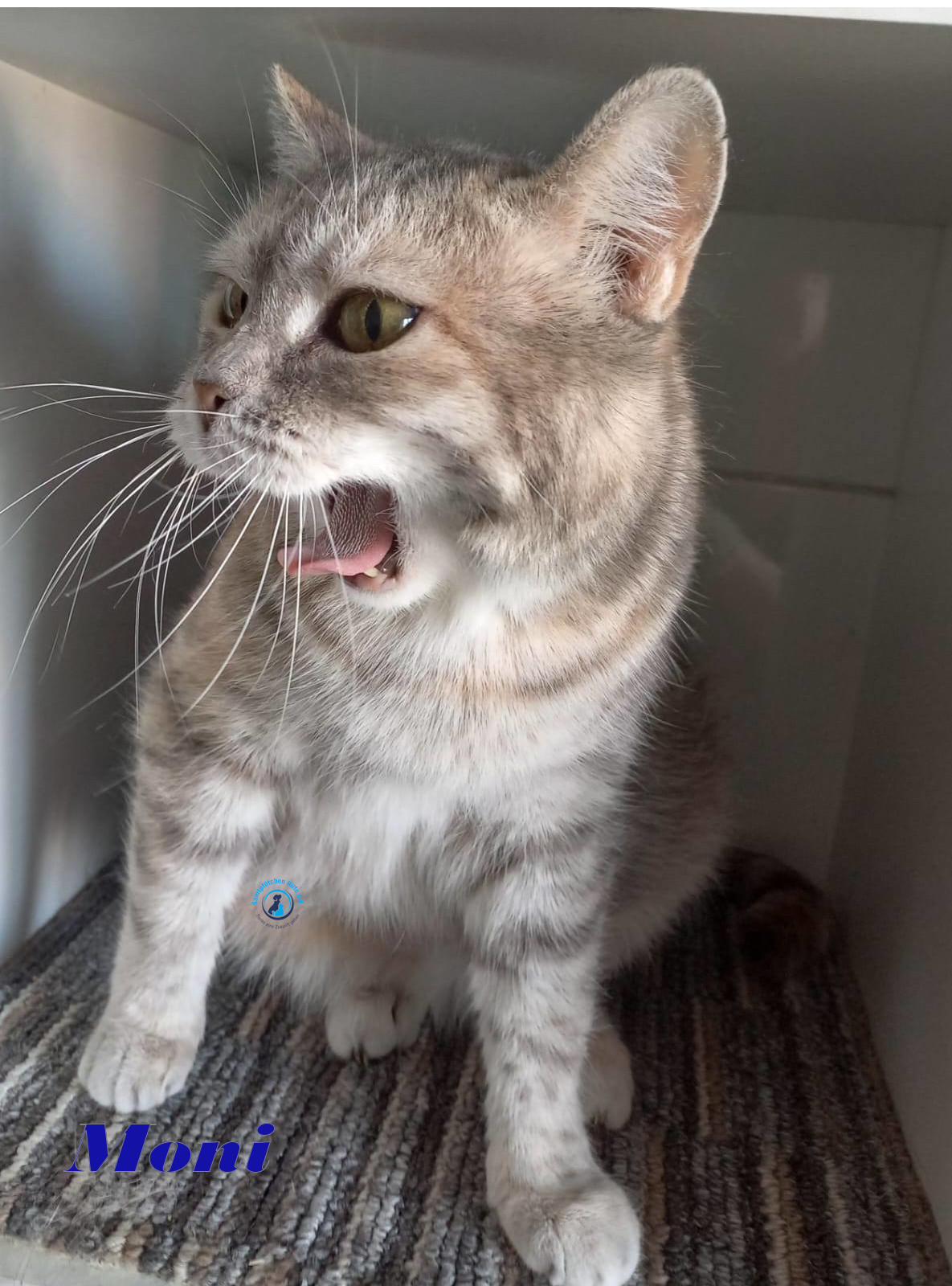 Irina/Katzen/Moni/Moni12mN.jpg
